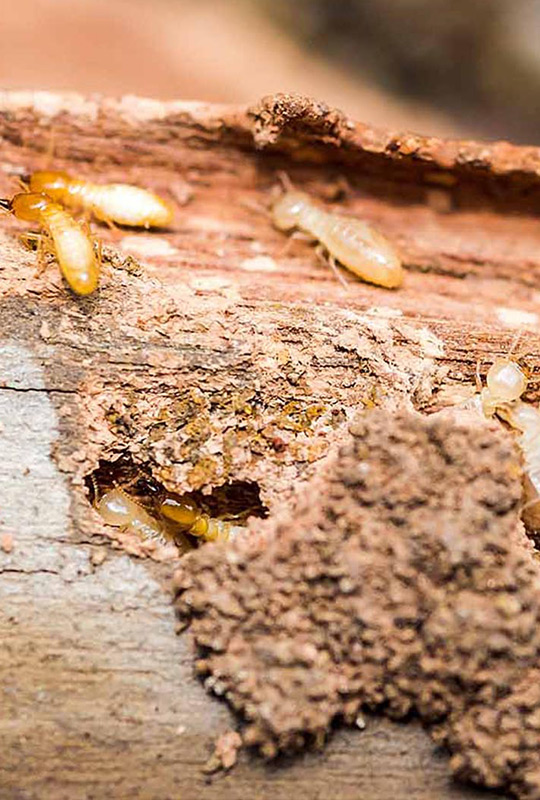Lutte contre les insectes xylophages à Sannois (95110) dans le Val d'Oise (95)
